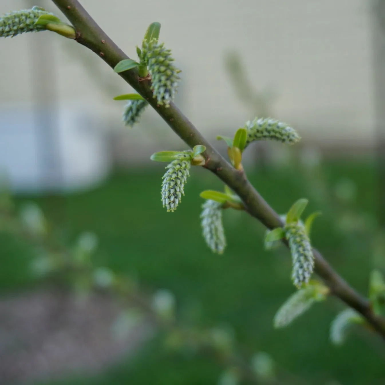 Silky Willow - Salix sericea